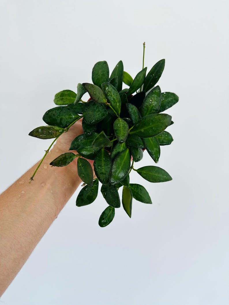 Hoya Panchoi Live Plant in 4” Pot - Sweet Hoya with Red Margins and Fragrant Flowers - Rare Houseplant for Hanging Baskets