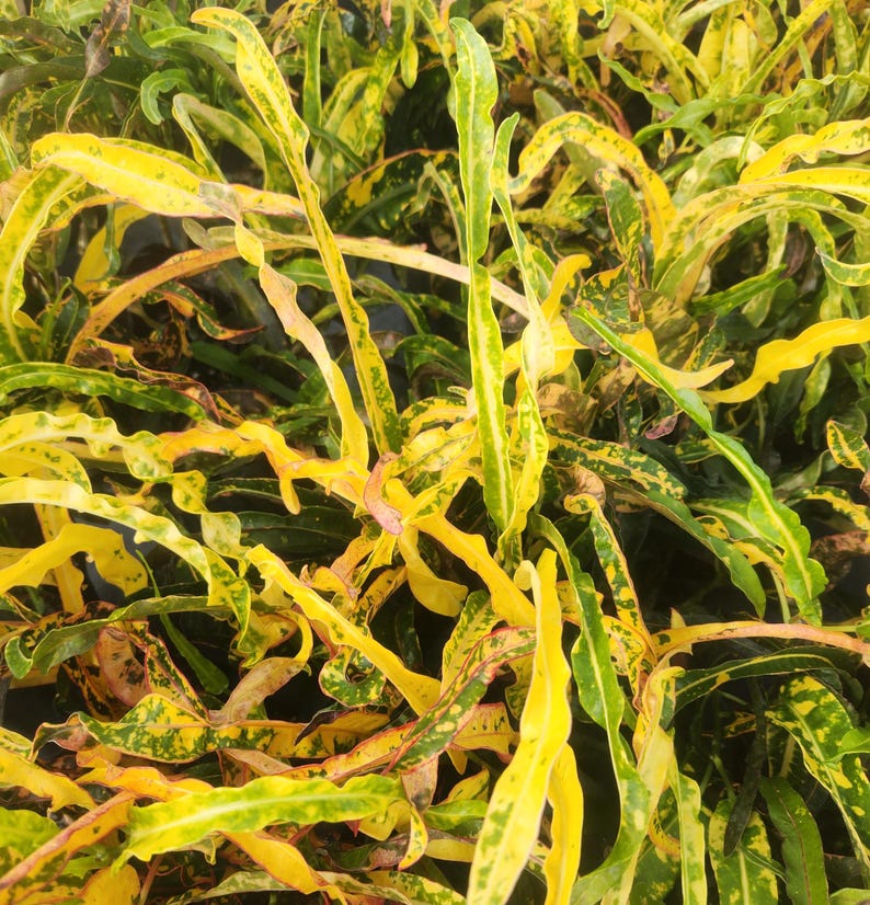 Croton Dreadlock Live Plant - 3 Gallon - Codiaeum variegatum - Outdoor Grown - Minor Blemishes May Be Present
