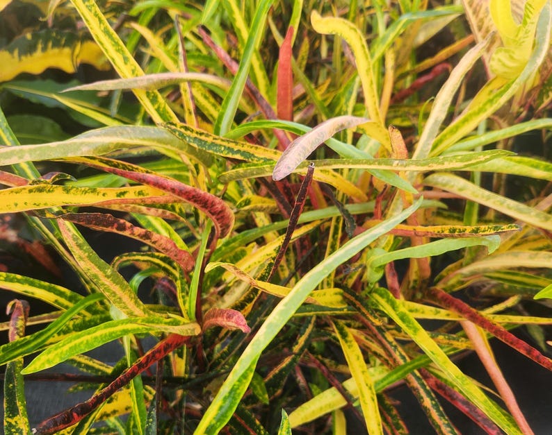 Croton Zanzibar Live Plant - 3 Gallon - Codiaeum variegatum - Outdoor Grown, Minor Blemishes Possible, Pest Inspected