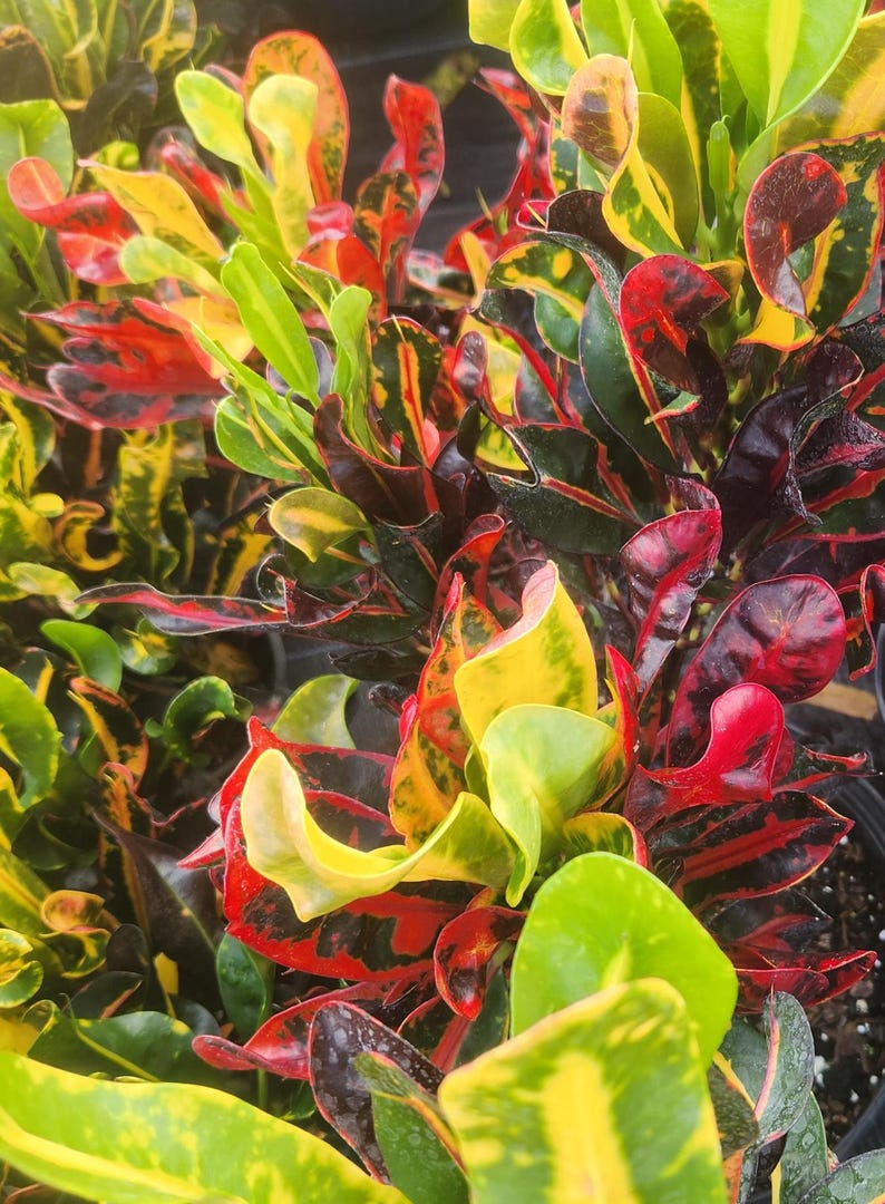 Croton Mammy Live Plant - 3 Gallon - Codiaeum variegatum - Outdoor Grown - Minor Blemishes - Unique Colorful Foliage