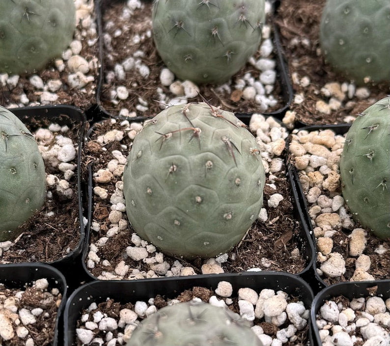 Tephrocactus Geometricus Cactus in 2.5" Pot | Rare Opuntioideae Species | Unique Geometric Segments | Argentina Native