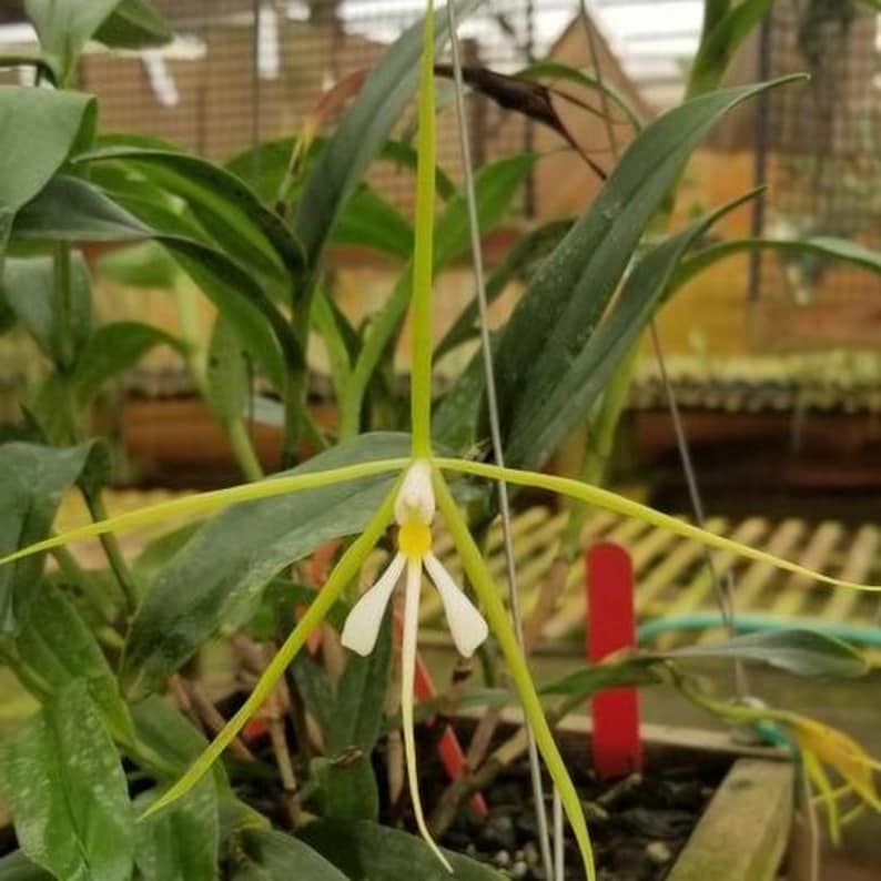 Cattleya Orchid Plant 4" Pot Epidendrum nocturnum Florida Native Fragrant Night Blooming Orchid