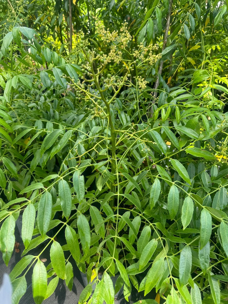 June Plum Tree 3ft-4ft with Flowers & Fruit - Spondias tuberosa - No Shipping to CA