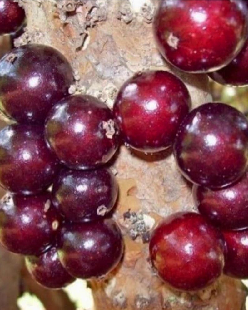 Jabuticaba Tree 3ft Red Fruit Brazilian Grape Plinia cauliflora in 3gl Pot - Healthy Air Layered Plant, No Ship to CA