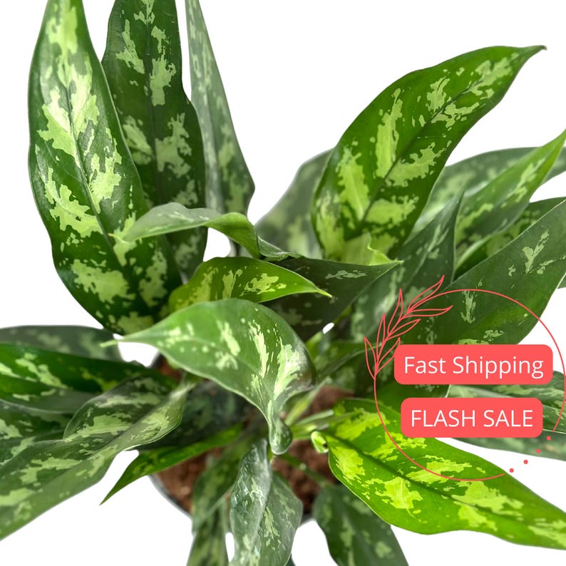 Aglaonema Tigress Plant 6" Pot | Chinese Evergreen Houseplant | Beautiful Indoor Plant | Aglaonema commutatum
