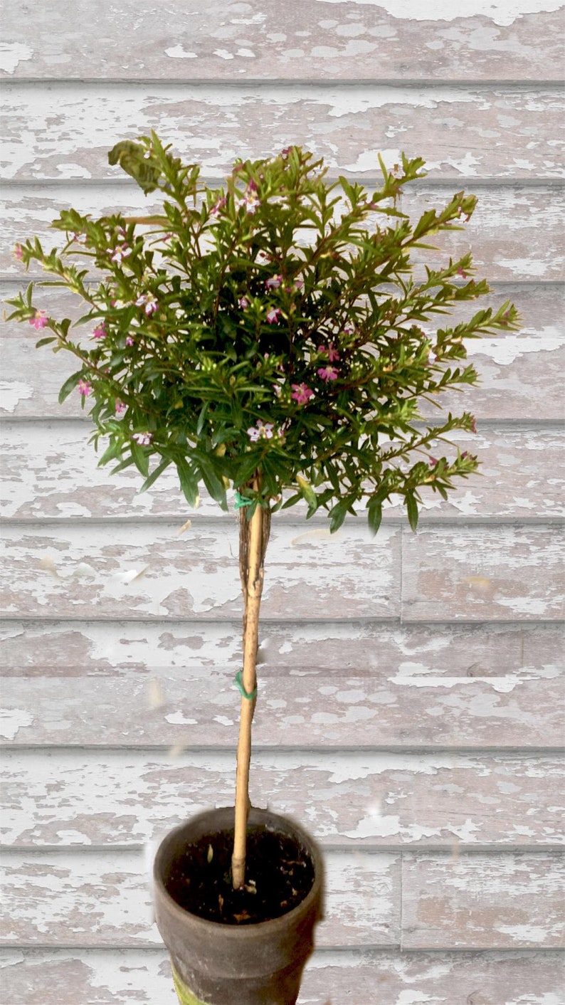 Live Plant - 5" Mexican Heather Purple Topiary - Cuphea hyssopifolia - Handcrafted European Pot - Bright Light Care