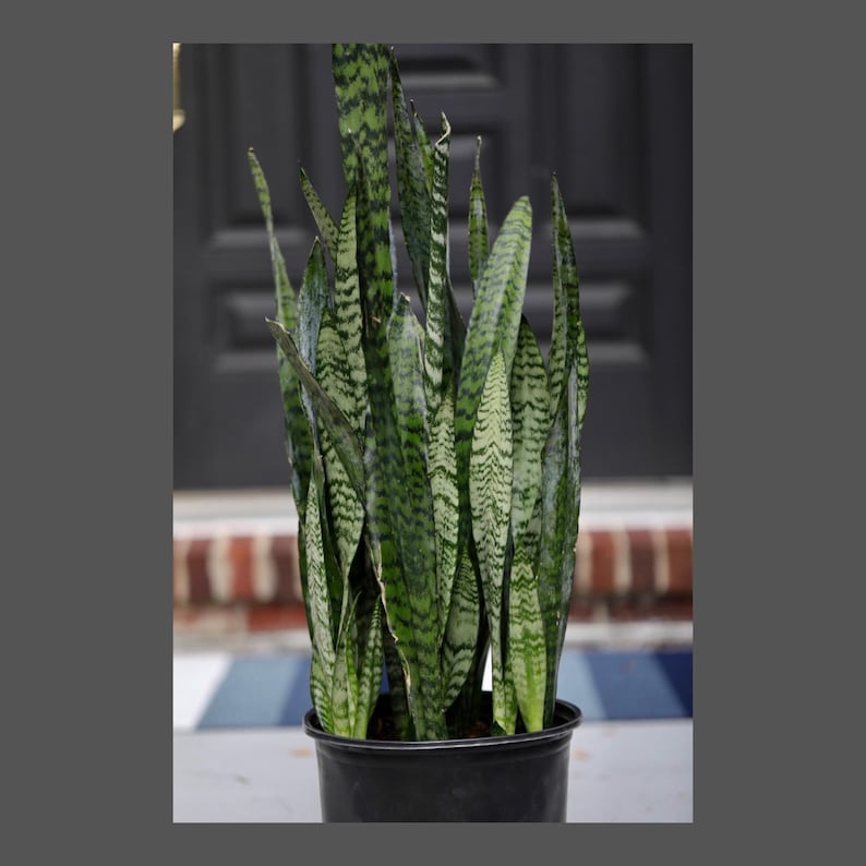 Large Snake Plant in 10" Grow Pot - Sansevieria Zeylanica - Green Low Light Indoor Plant - Pet Safe Houseplant Gift