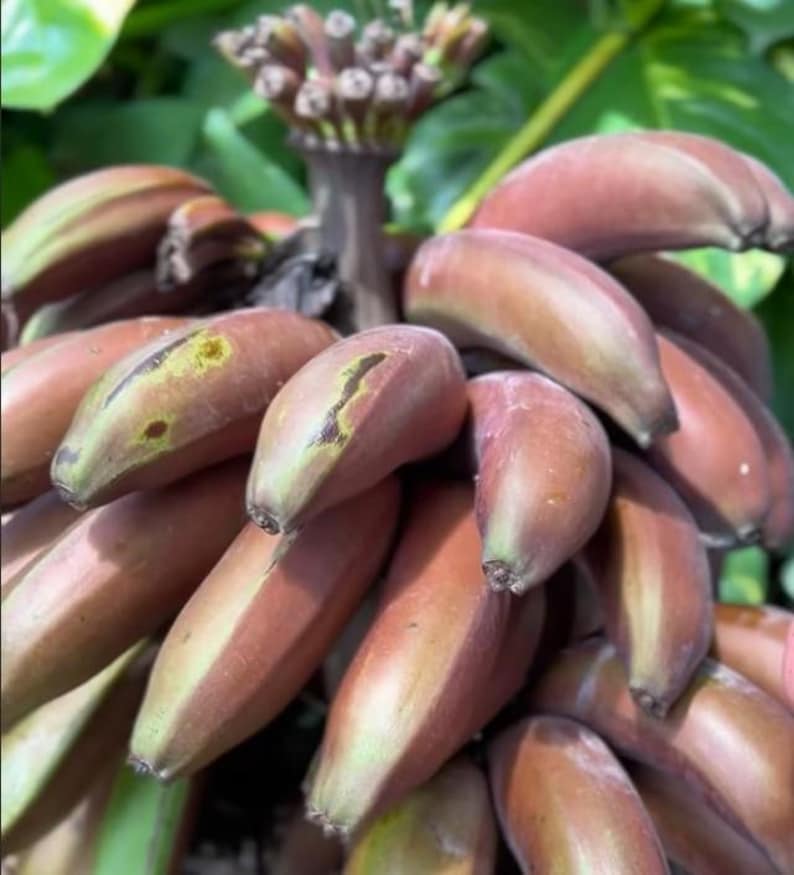 Red Banana Live Starter Plant 7-10 Inch Musa Acuminata Pesticide-Free Non-GMO Indoor/Outdoor Gardening