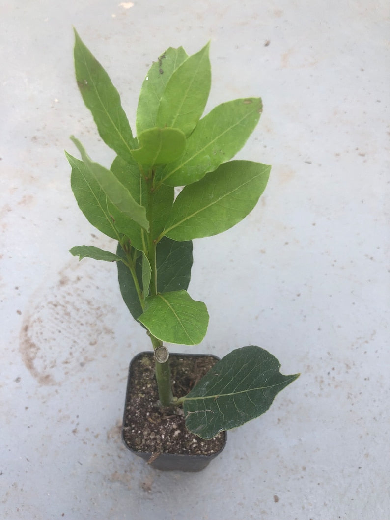 bay leaf plant seeds Bay Leaf Tree in 3'' Pot, Laurus nobilis, Aromatic Culinary Herb, Evergreen Shrub for Landscaping, Drought-Tolerant Plant