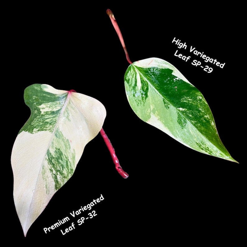 Variegated Philodendron Cutting - Strawberry Shake - Rare Collector Plant - Philodendron Strawberry Shake
