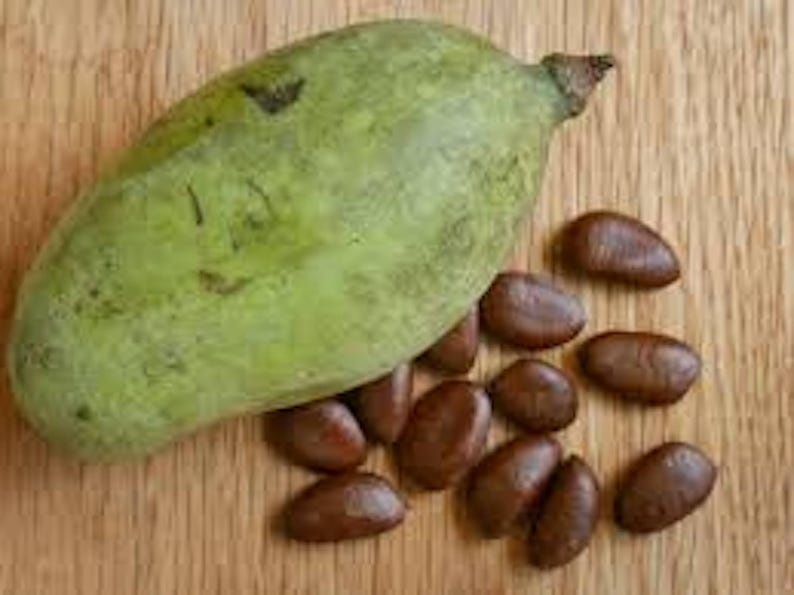 Pawpaw Tree Seeds - 5 Organic Heirloom Seeds Asimina triloba - Native American Fruit for Home Gardens and Orchards