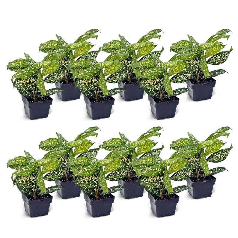 12 Pack Live 3” Florida Beauty Gold Dust Dracaena Surculosa, Fully Rooted Indoor Plant for Office Gifts and Business Bundles