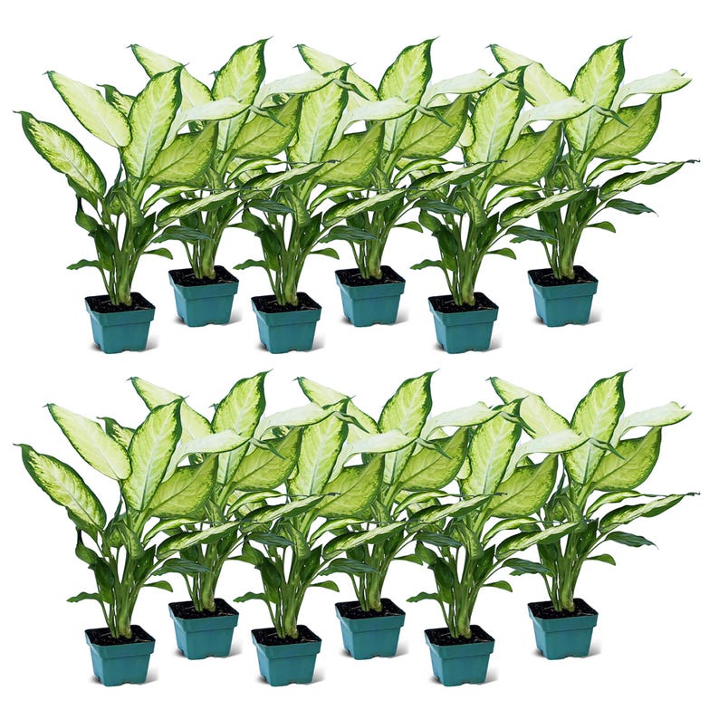 12 Pack Live 3” Dieffenbachia Dumb Cane Houseplant, Variegated Green Leaves, Ideal Plant Lover Gift, Indoor Gardening Decor