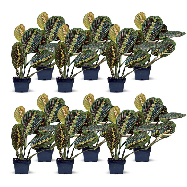 12 Pack Live 3” Red Maranta Prayer Plant - Fully Rooted Indoor Evergreen (Maranta leuconeura) - Perfect Sympathy or Office Gift
