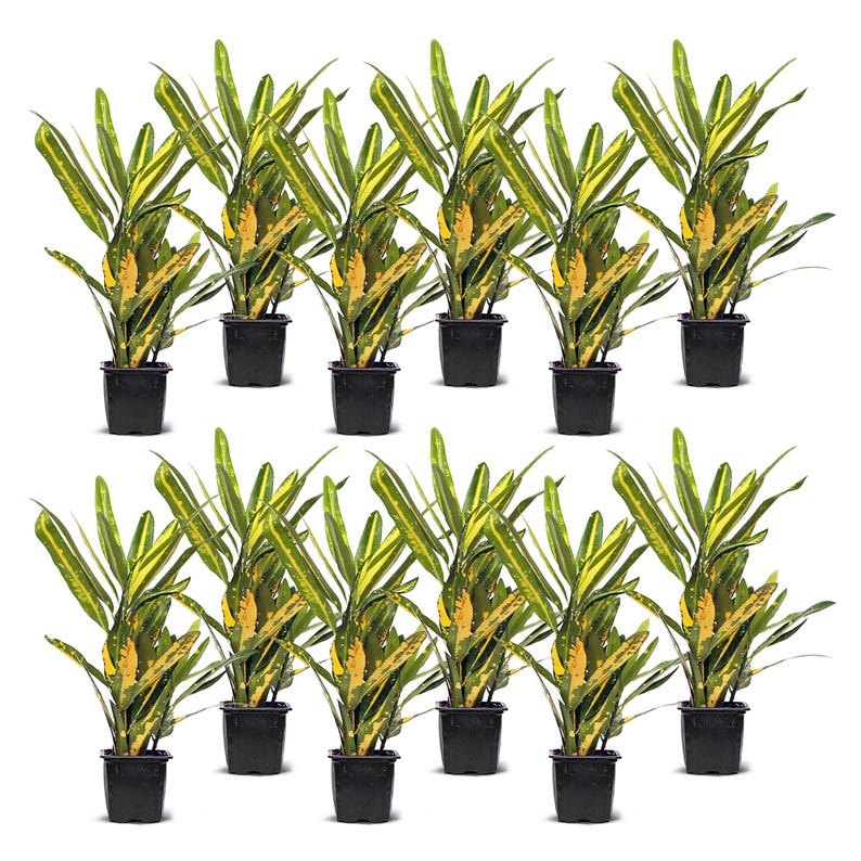 12 Pack Live 3” Pot Sunny Star Croton, Tropical Houseplant Gift, Codiaeum Variegatum “Sunny Star”