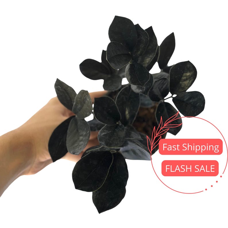 Zz Plant Black Queen Large | Fully Rooted Easy Care Air Purifying Plant | Zamioculcas zamiifolia | Perfect Indoor Gift