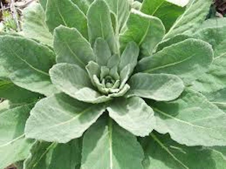 Mullein Plant Bare Root 5 Pack Organic Fuzzy Leaf Verbascum Thapsus Native Wildflower for Garden or Landscape