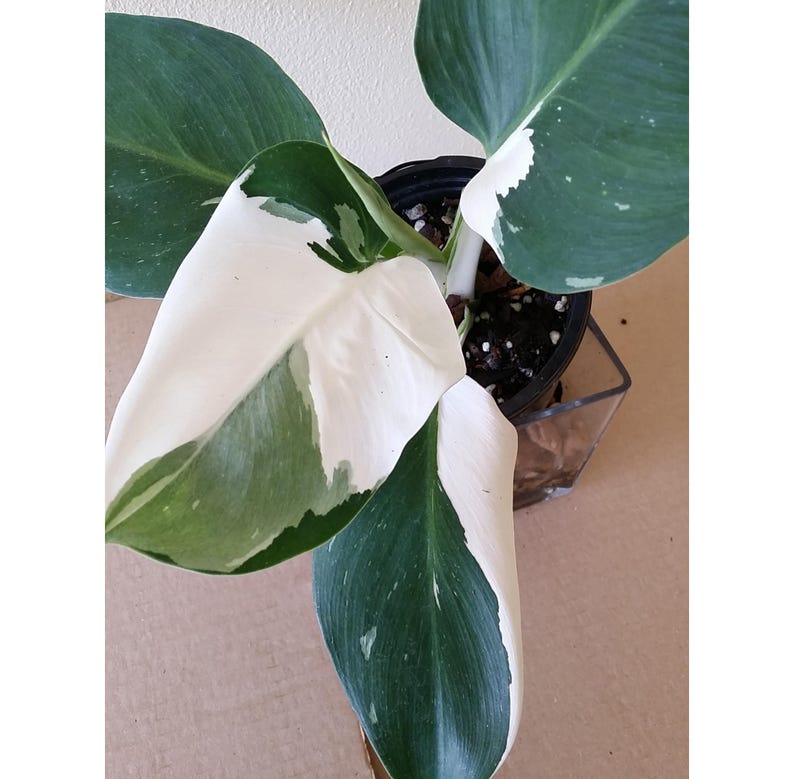Philodendron WHITE WIZARD 4" Pot Variegated Aroid Plant with White Variegation - Philodendron 'White Wizard'