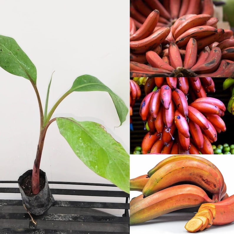 Red Cuban Banana Tree Plant - 6-8 Inch Live Tropical Banana (Musa acuminata) - Sweet Edible Bananas, Reddish-Purple Leaves