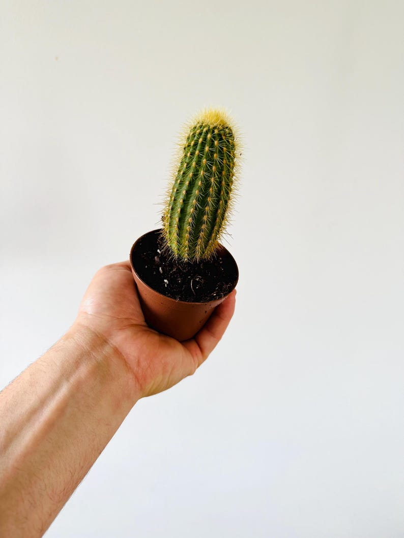 Golden Penis Cactus - 2” Pot - Gold Spined Cactus - Unique Flaccid Growth - Echinopsis chamaecereus