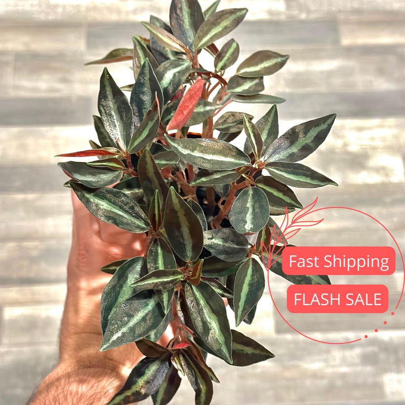 Peperomia Metallica Live Plant | Easy Care Pet Safe Houseplant | Air Purifying Indoor Plant | Peperomia Plant Metallica