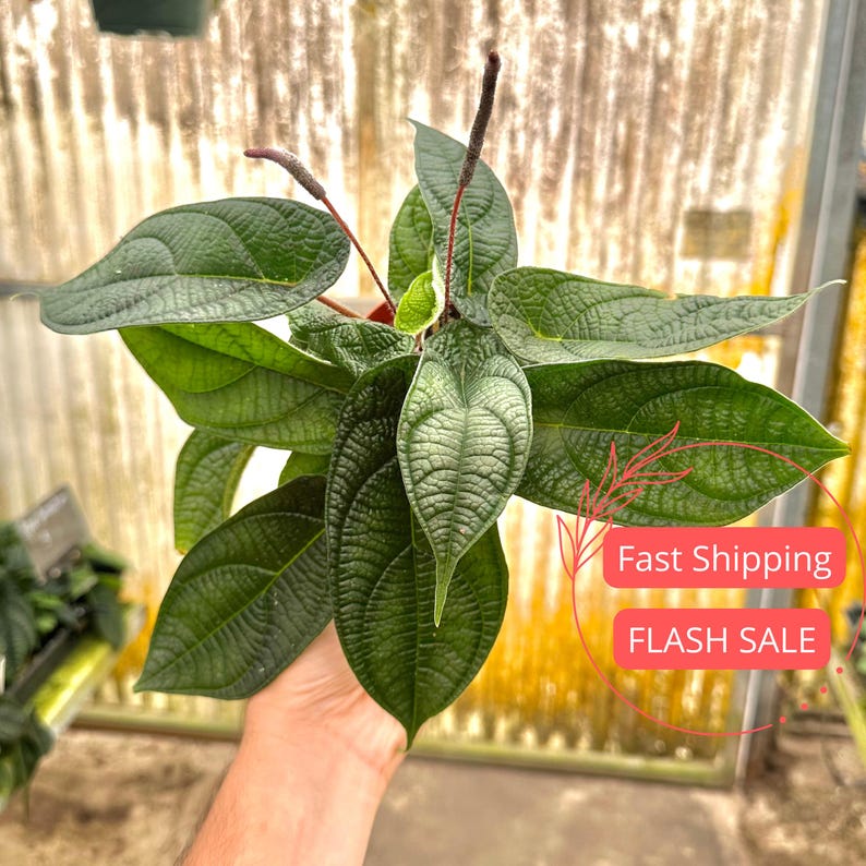 Peperomia Plant Starter - Live Peperomia Piper Parmatum - Pet Safe Air Purifying Houseplant - Easy Care Indoor Plant