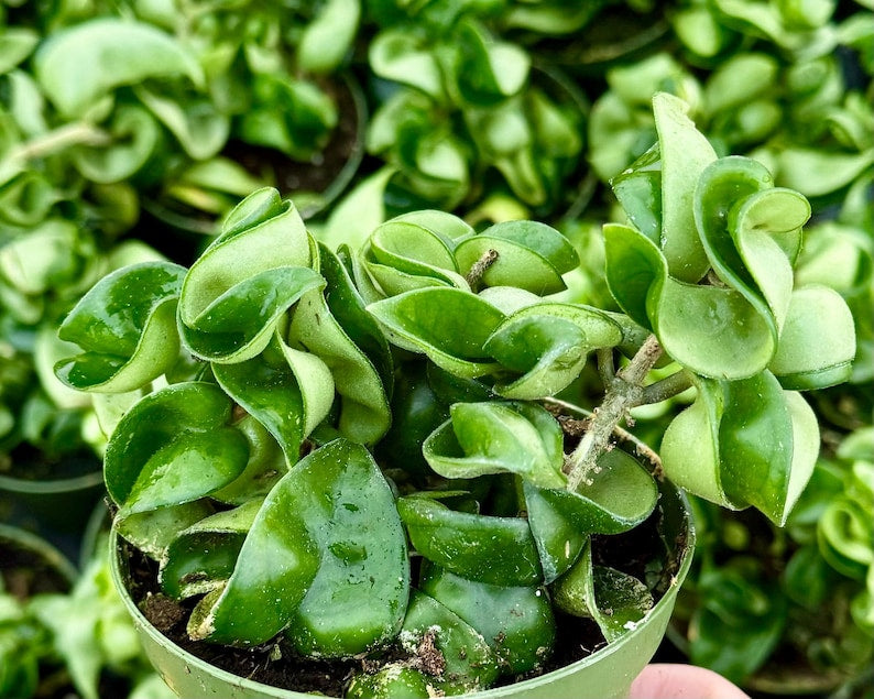 Hoya Hindu Rope Plant | 4" Pot | Hoya Carnosa Compacta | Curly, Waxy Leaves | Easy Care Houseplant