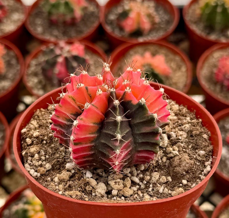 cactus variegata Variegated Gymnocalycium Cactus 4