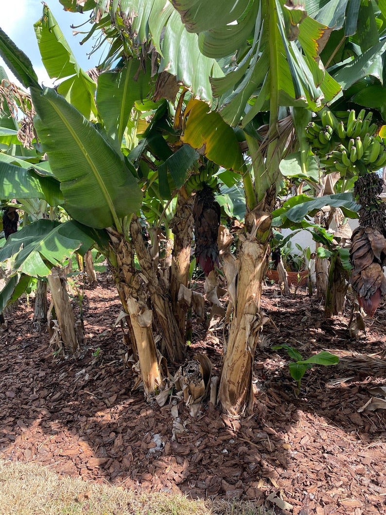 Grand Nain Banana Tree - Fast Growing Cold Hardy Musa Acuminata - Perfect for Home Gardens or Patios - Tropical Fruit Plant