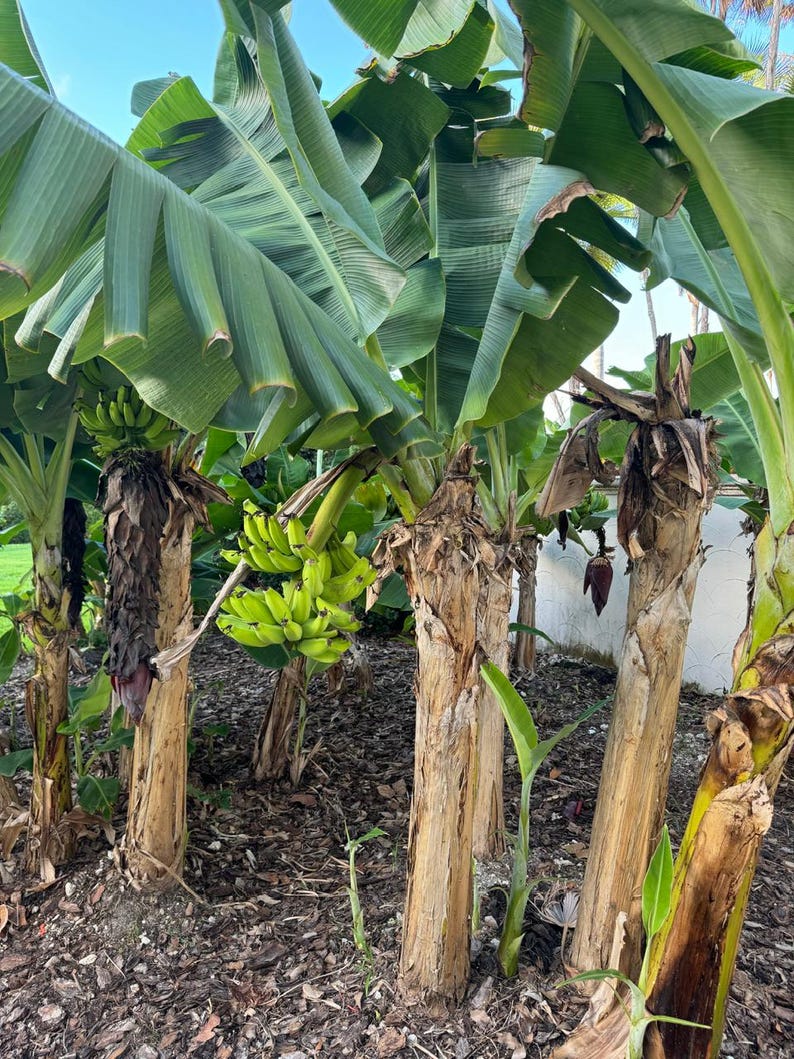 Ice Cream Banana Tree - Cold Hardy Blue Java Banana - Musa Blue Java - Tropical Fruit Plant for Home Garden