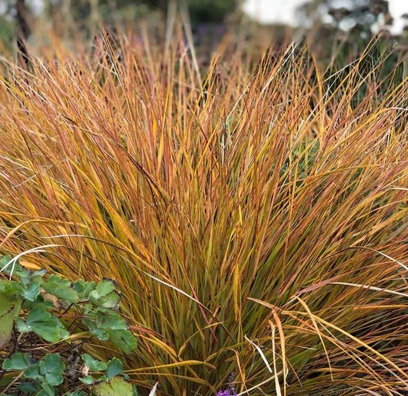 New Zealand Sedge Grass - Carex Testacea - Copper Orange Foliage - Ornamental Grass for Borders & Containers - Easy Care Plant