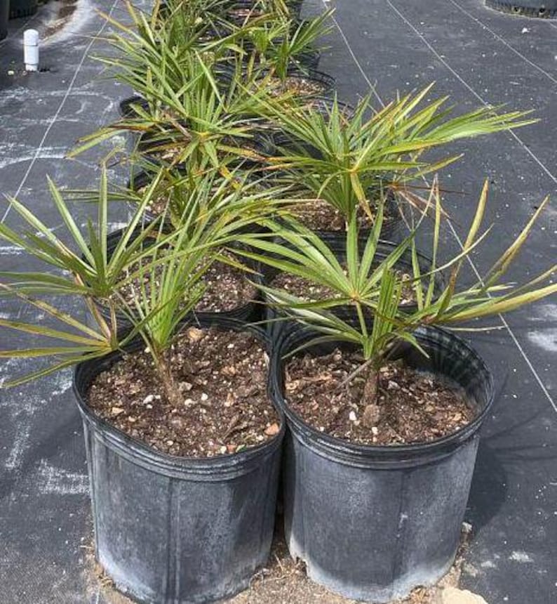 Florida Silver Palm Live Plant - Coccothrinax argentata - Florida Native - Outdoor Grown - Minor Blemishes Possible