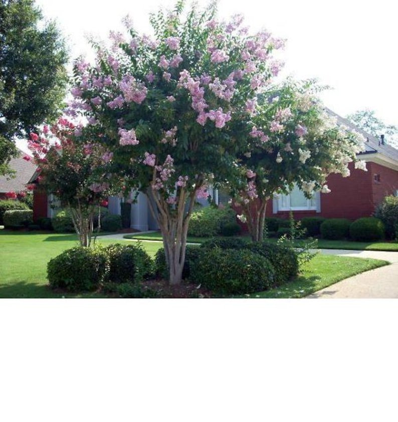 Crape Myrtle Tree 3 Gal Lavender Blooms Lagerstroemia fauriei 'Muskogee' Fast Growing Privacy Plant for Garden
