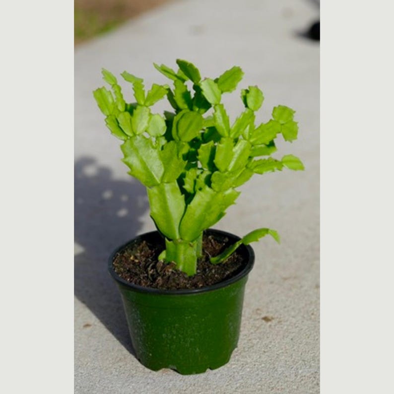 live cactus indoor plant Thanksgiving Cactus 3" Pot Schlumbergera Truncata Low Light Indoor Pla – Sejahtera Seeds and Bulbs