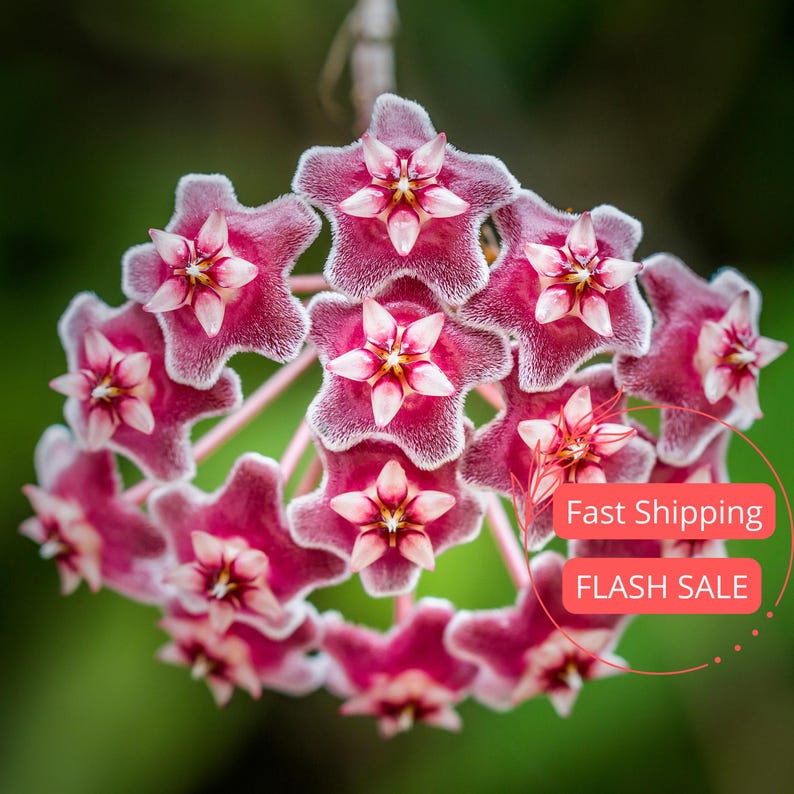 Hoya Kerrii Live Plant | 2" Hoya Heart Starter Plant | Rare House Plant for Beginners | Hoya Heart Cuttings