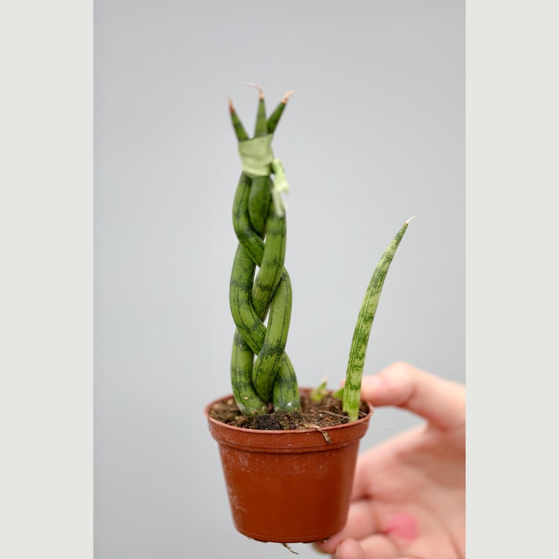 braided succulent African Spear Braided Plant 2.5" Pot Sansevieria Cylindrica Low Light Indoor Succulent Braided Snake Plant