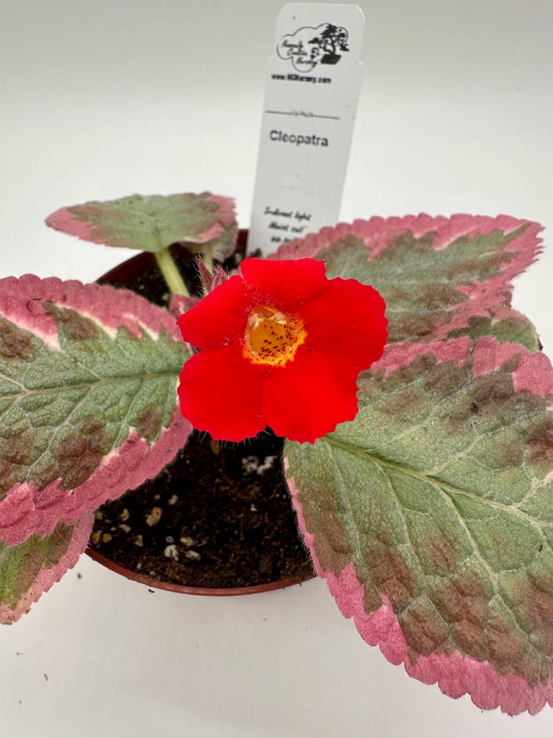 Episcia Plant 4" - Cleopatra Variety - Live Indoor Houseplant - Episcia cupreata