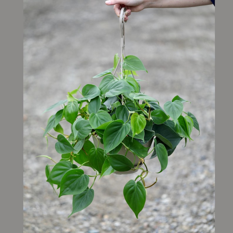 Heartleaf Philodendron Hanging Basket 8" - Philodendron Cordatum - Vining Indoor Plant - Low Light Easy Care Houseplant