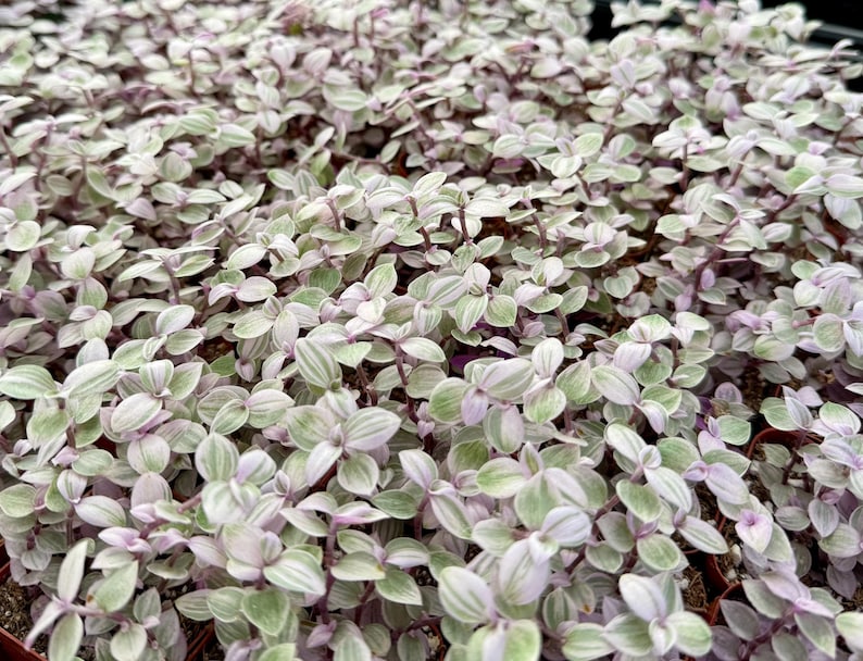 Turtle Vine Plant | Pink Panther | Callisia repens | Bolivian Jewel