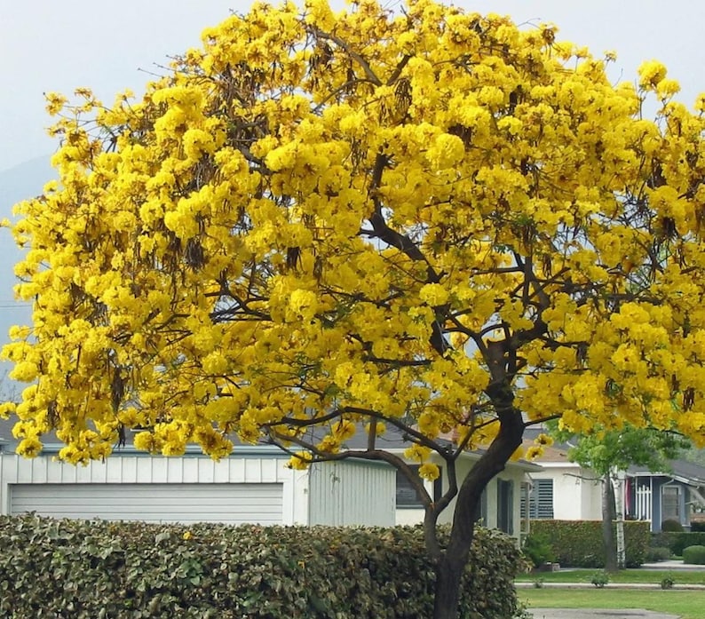 Yellow Trumpet Tree, Tabebuia caraiba, Vibrant Yellow Blooms, Semi-Evergreen Tree for Spring Landscaping