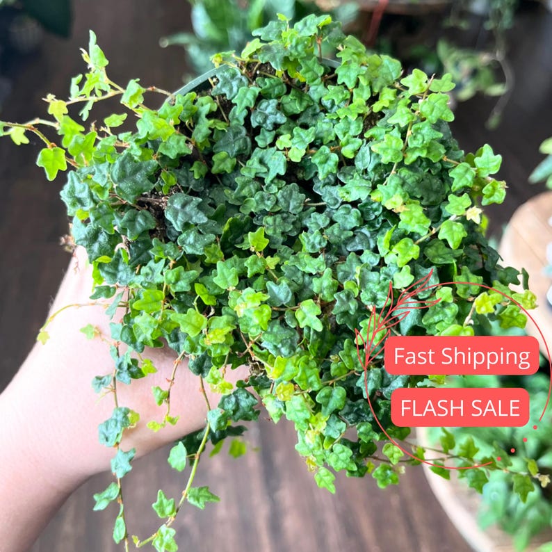 String of Frogs Live Plant | 4" Ficus Pumila Quercifolia | Rare Tropical Houseplant for Beginners | Unique Indoor Gift