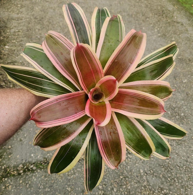tropical bromeliad house plant Bromeliad Live Plant Neoregelia Mona Lisa - Outdoor Grown, Minor Blemishes