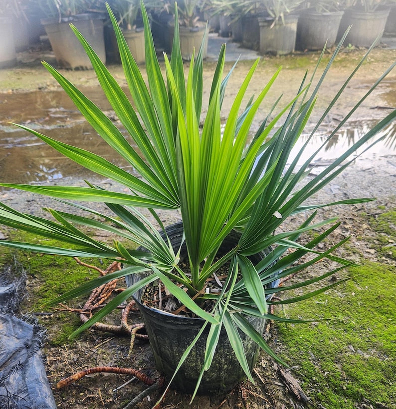 Copernicia fallaensis Palm - Live Plant - Hardy Tropical Palm - Outdoor Grown - Unique Foliage - Ideal for Gardens