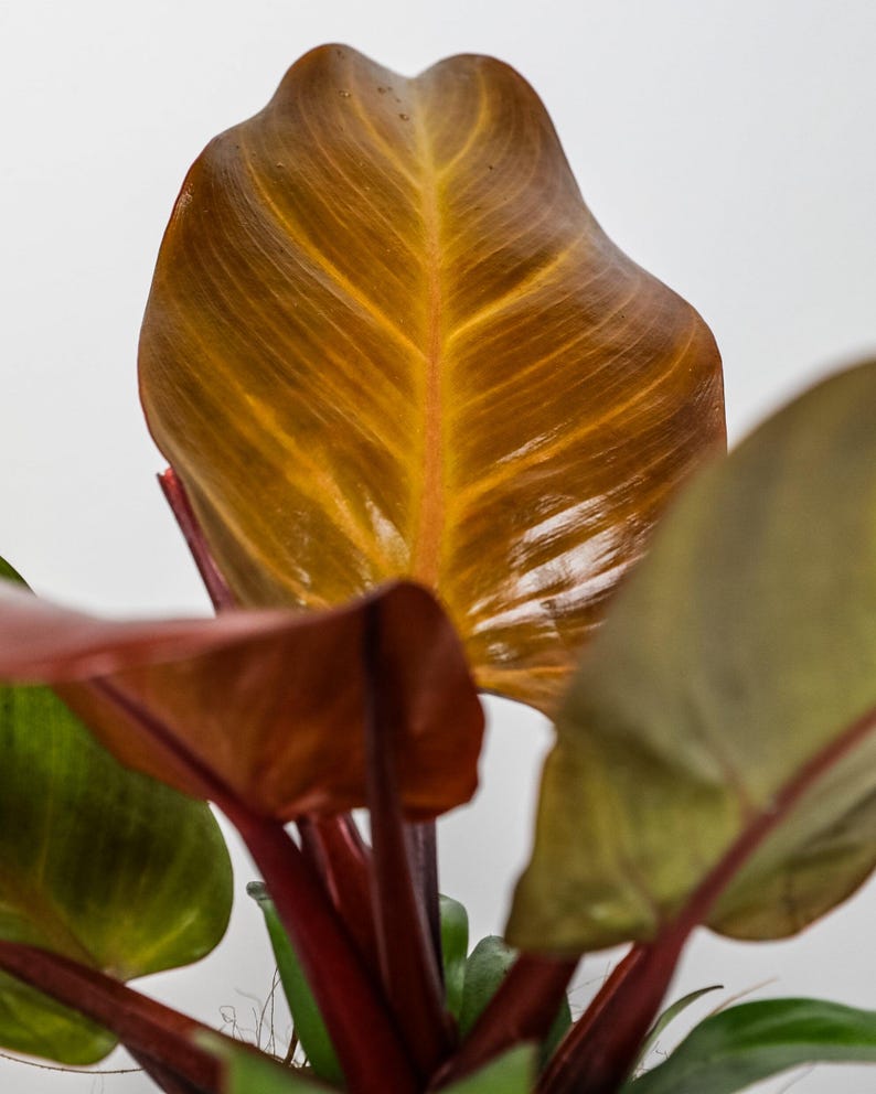 Philodendron McColley Finale Plant - Tropical Accent Foliage, Reddish-Orange to Bronze, Philodendron McColley’s Finale