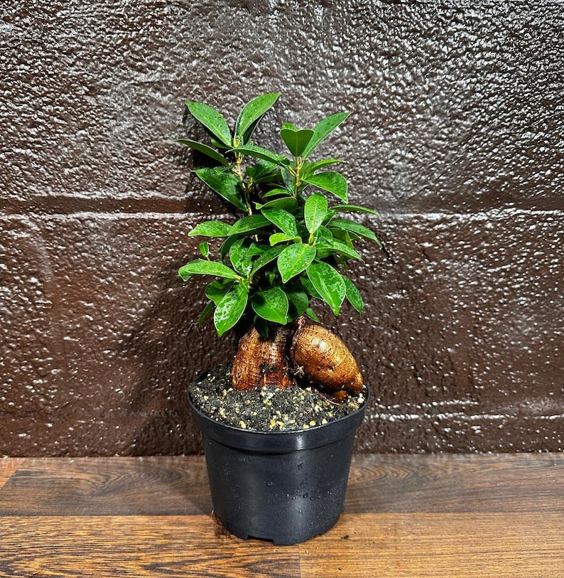 Ficus Microcarpa Ginseng - Small Bonsai Plant in Nursery Pot - Unique Indoor Houseplant - Ginseng Ficus