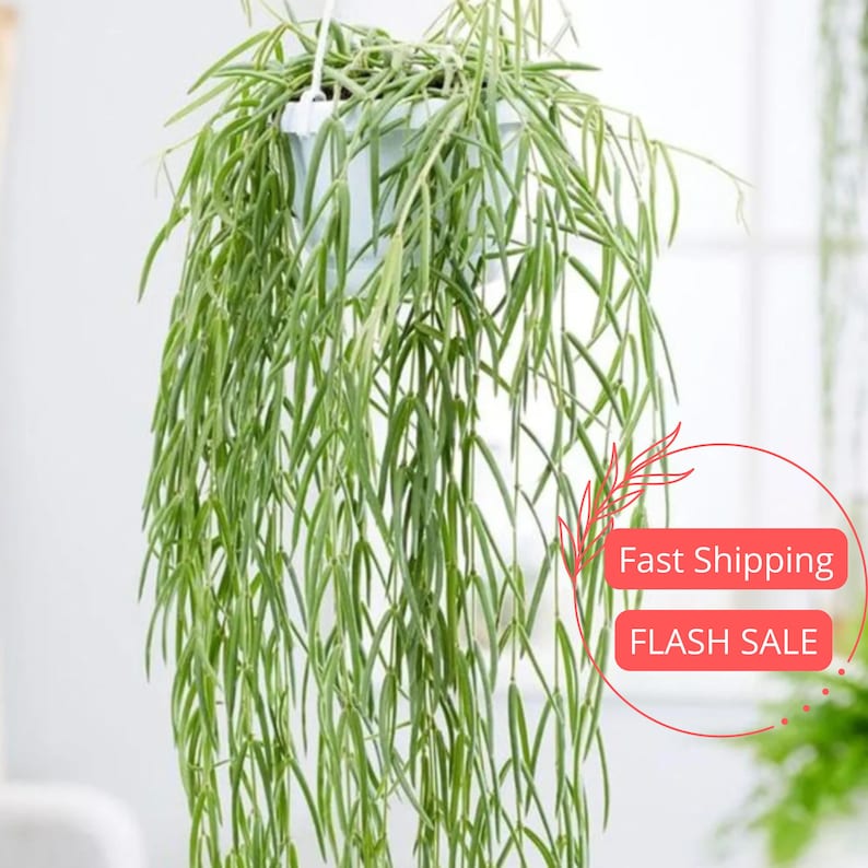 Hoya Linearis Live Plant | String Hoya Starter Plant Cuttings | Fully Rooted House Plant | Rare Indoor Plant Gift