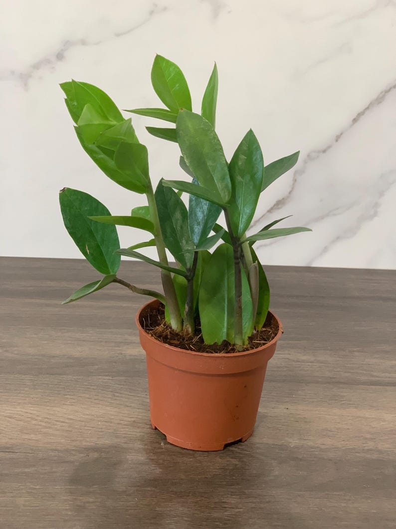 zz plant very low light ZZ Plant - 3.5” Live Houseplant - Zamioculcas Zamiifolia