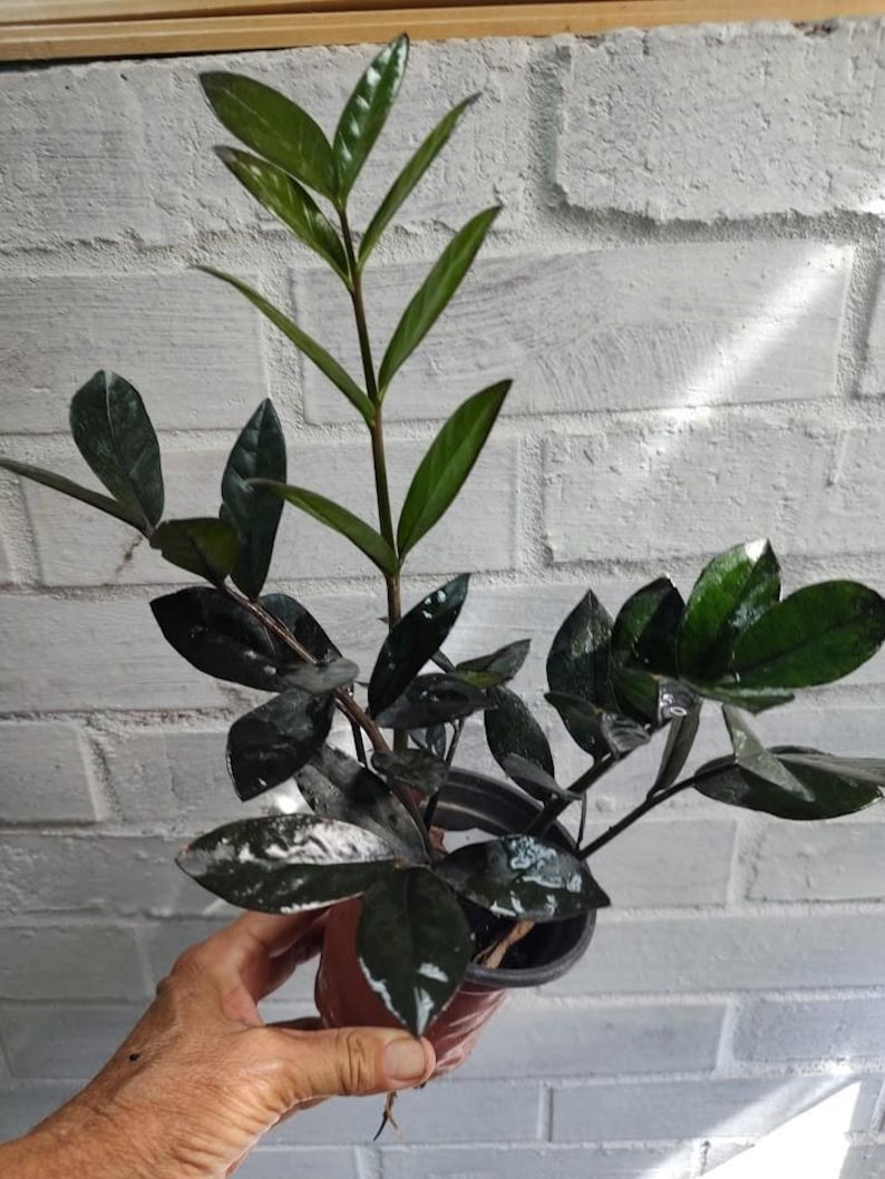ZZ Plant - 4 Inch Pot - ZZ Raven - Zamioculcas Zamiifolia - 3 Stems Per Pot, Drought Tolerant Houseplant