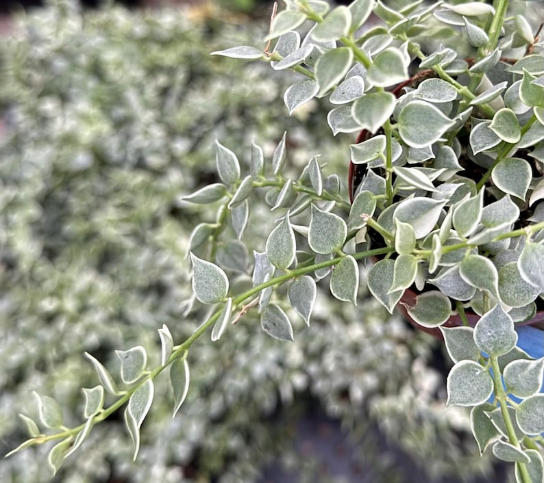 variegated trailing succulent Rare Variegated Million Hearts Plant - Dischidia ruscifolia
