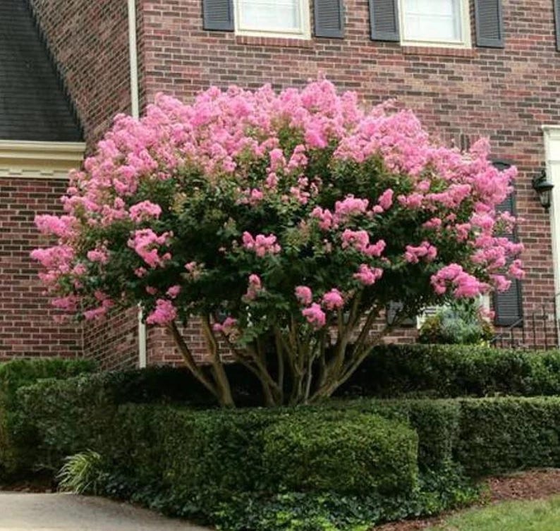 Queen Crape Myrtle Tree, Purple Blooms, Lagerstroemia speciosa, Fast Growing, Semi-Deciduous, Perfect for Landscaping